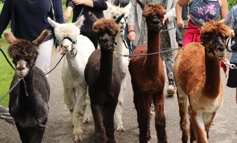 alpacaboerderij oosterhout