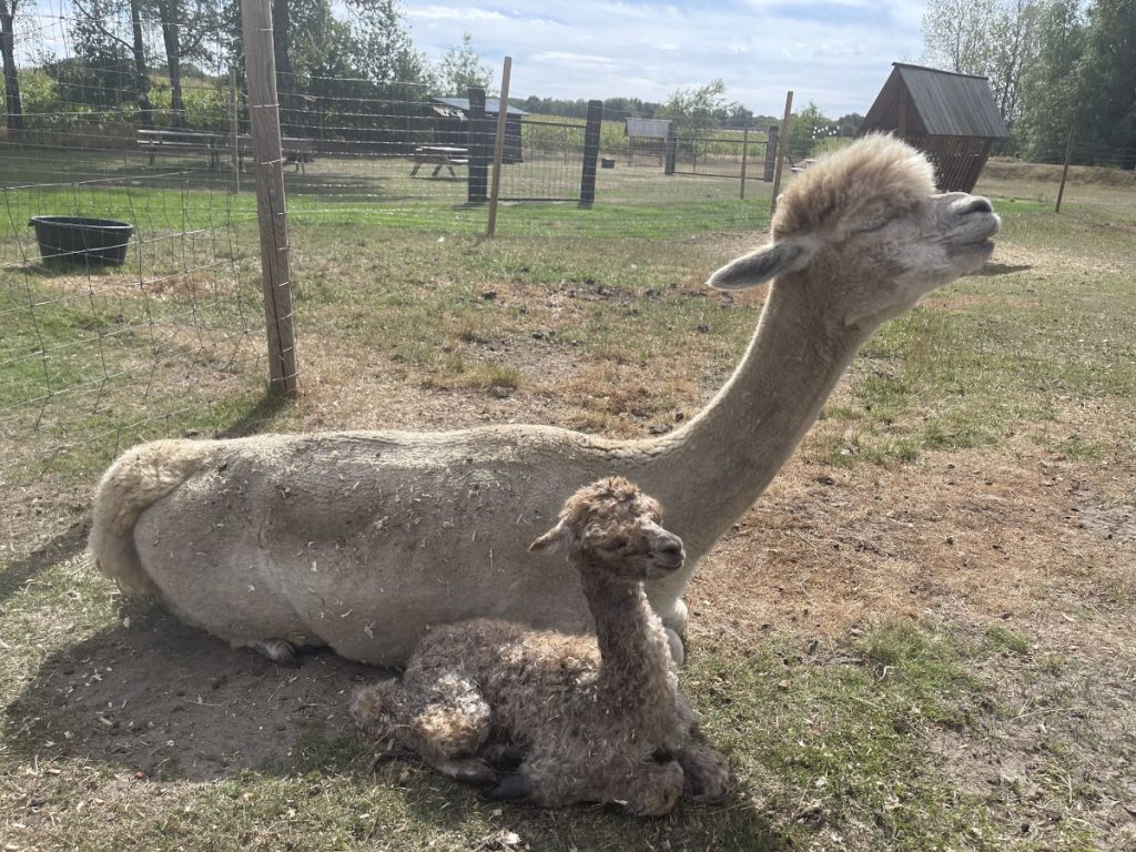 alpaca fokkerij