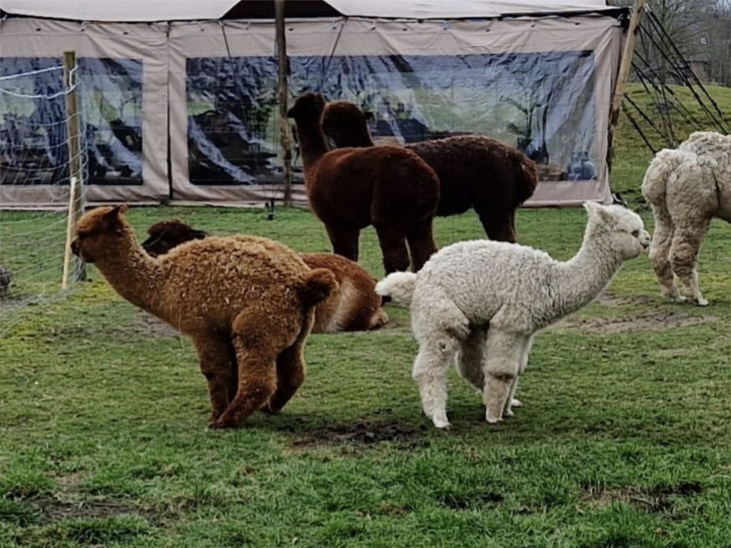 alpacamest