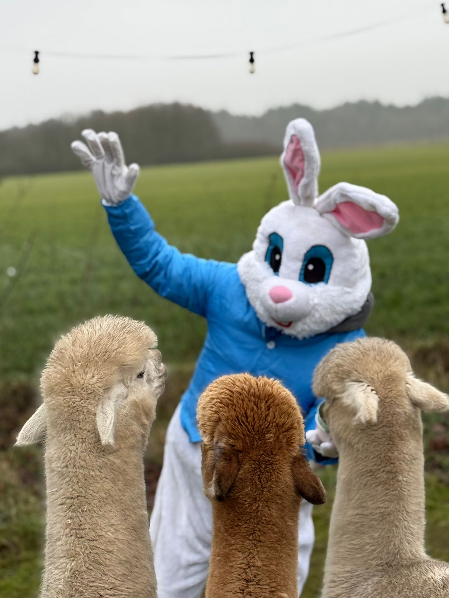 pasen alpaca country