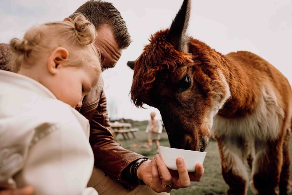 meet feed greet alpaca