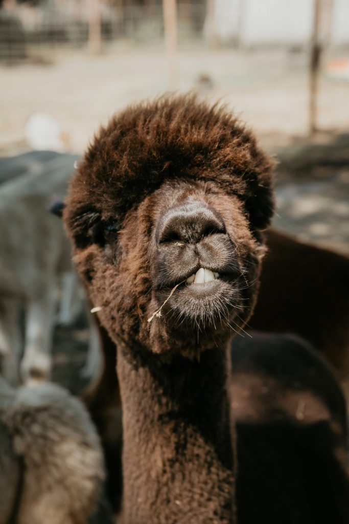 wandelen met alpacas